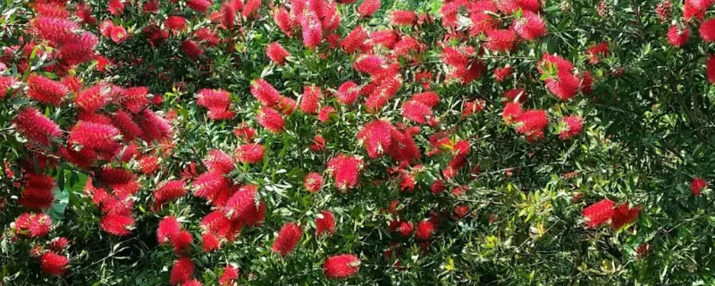 红千层的养殖方法有哪些，附带它的生长习性以及详细繁殖方法