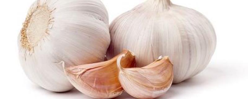 种植大蒜具体使用哪种肥料比较好，大蒜在生长过程中有哪些需肥规律