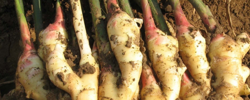 生姜种子目前的市场价格及种植方法有哪些，生姜具体的栽培环境条件究竟如何