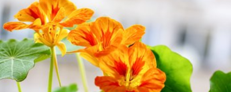 旱金莲的养殖方法有哪些，它具备什么生长习性以及繁殖方法和病虫防治技术