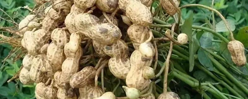 种植花生选择什么肥料效果比较好，花生生长过程中对肥力的需求原则是什么