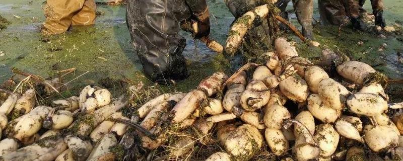 莲藕种苗具体应该怎么种植，它的栽培条件与田间管理方法有哪些