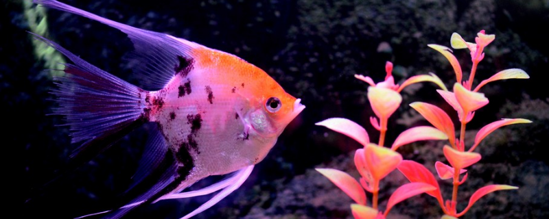 新手养殖燕鱼的几种实用方法，从选购鱼只到控制水质及数量以及喂食细节入手