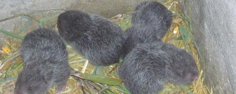 竹鼠养殖的市场前景如何，在国际市场上竹鼠到底能卖多少钱