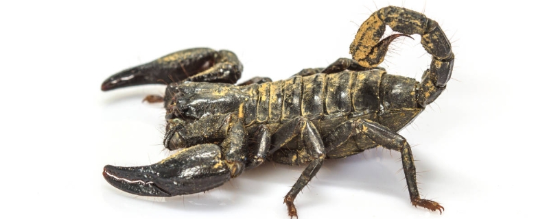 蝎子养殖的市场前景如何，有关蝎子养殖的政策扶持