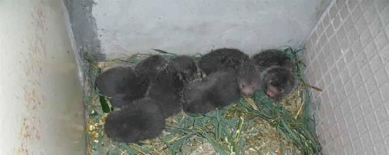 关于竹鼠的具体养殖成本预算，竹鼠养殖池的详细建设方法