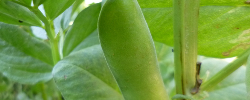 蚕豆种子具体价格及种植技术，另外包含其种植条件