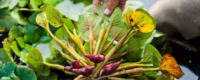 菱角实现高产种植的核心技术，以及品种的优选与具体的繁殖方法