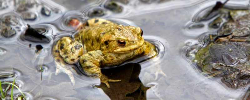 蟾蜍的养殖前景具体如何，以及这种动物在日常生活中到底有什么作用