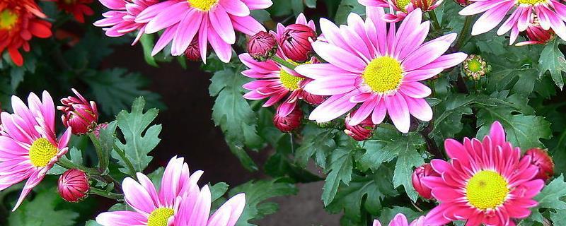 雏菊种子究竟该怎么种呢，从播种时间方法和田间管理三个方面说