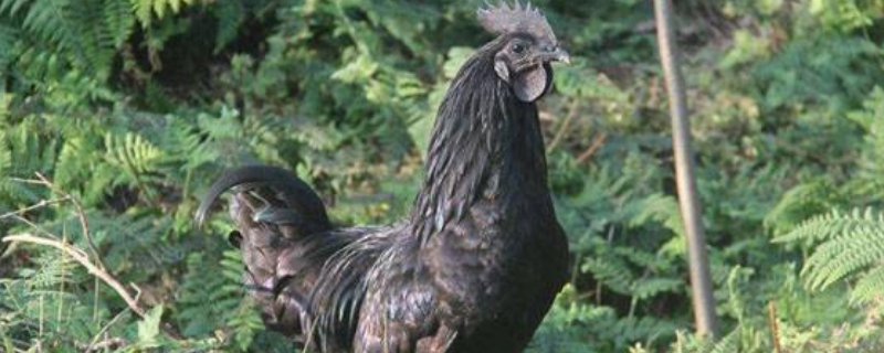 乌骨鸡养殖技术有哪些，你需要提前了解清楚以下这些要点