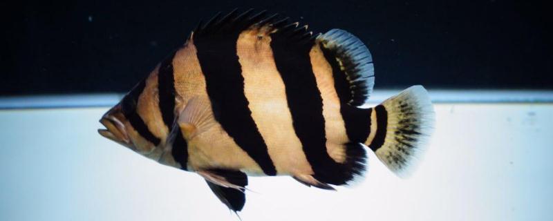 虎鱼平时都会吃什么样的食物，虎鱼比较理想的生活环境是什么样的
