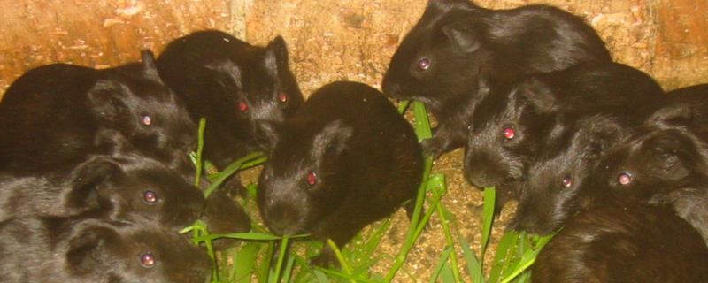 中国黑豚的市场发展前景如何，中国黑豚蕴含的经济价值有哪些