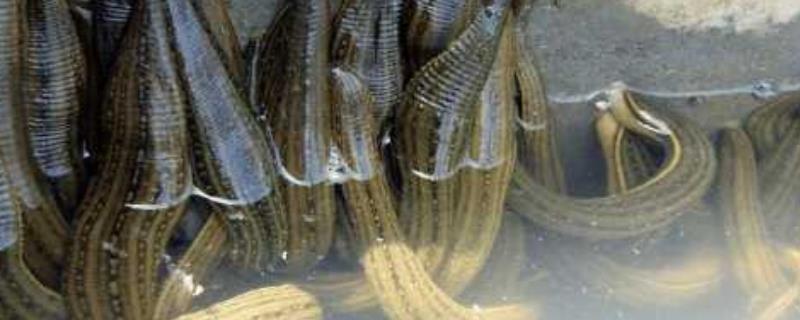 水蛭的养殖前景具体如何，野生的水蛭数量减少是由什么原因导致的