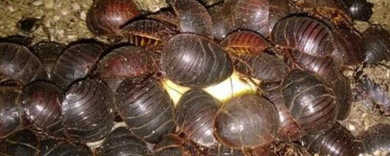 土元养殖的市场前景到底如何，土元市场价格为什么会出现持续攀升