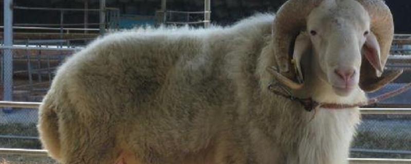 小尾寒羊一年到底能产下几窝羊羔，小尾寒羊的具体发情期是在什么时候