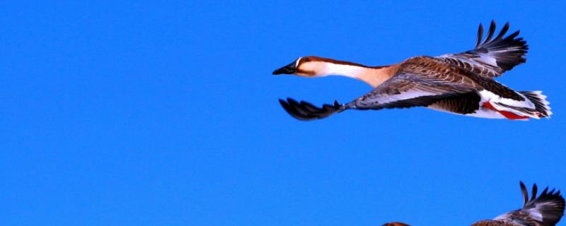 大雁的高效人工养殖技术详解，大雁种蛋的人工孵化方法