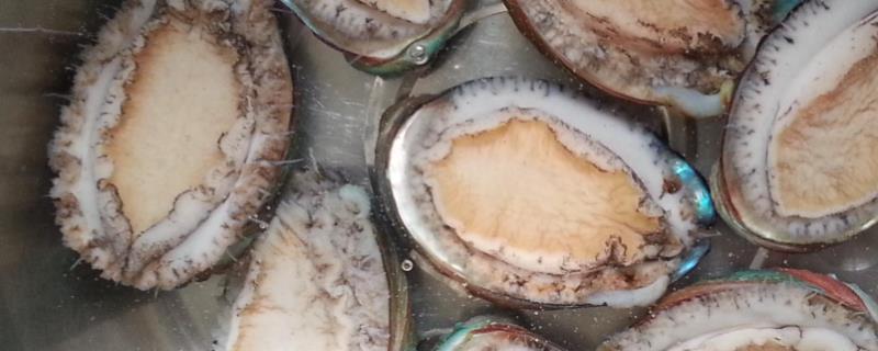 鲍鱼的养殖前景如何，目前全国的养殖现状怎么样