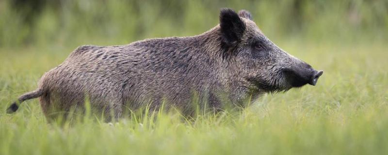 如何通过适时配种来提高野猪养殖的整体效益，关于野猪的生活习性有哪些