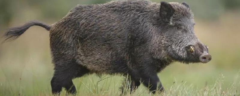 野猪的人工饲养方法与实用技巧，附带详细的圈舍建造