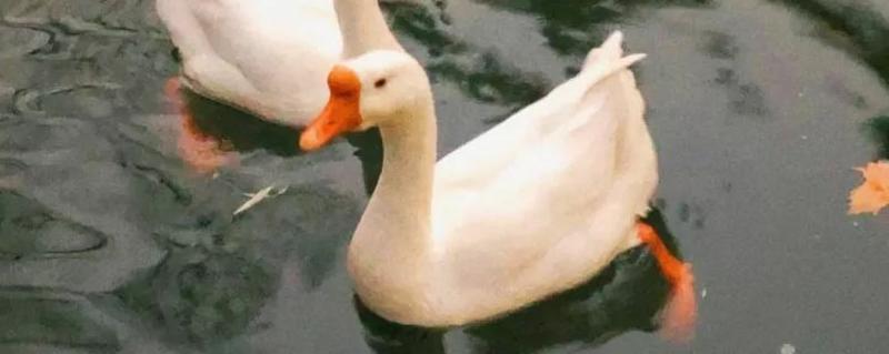 肉鹅养殖的市场前景究竟如何，请看它的详细情况介绍