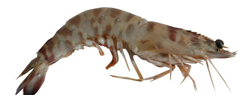 虾不能和什么食物一起食用，经常吃虾肉对身体有哪些好处