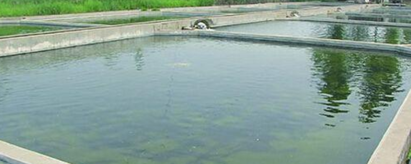 鱼塘消毒经常使用的药剂种类有哪些，这里附上养鱼池消毒时需要注意的事项有哪些