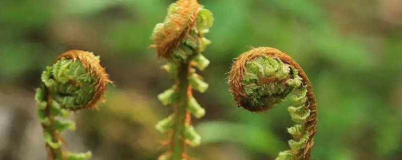 猴腿菜的科学种植技术有哪些，关于它的生长环境与管理详细介绍