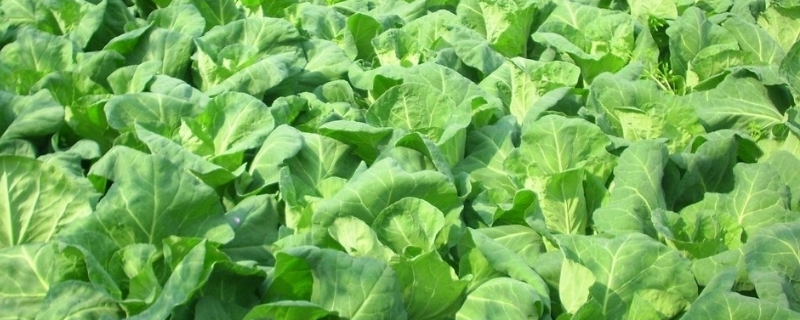 大棚甘蓝种植技术有哪些，应该怎样进行全方位的田间管理