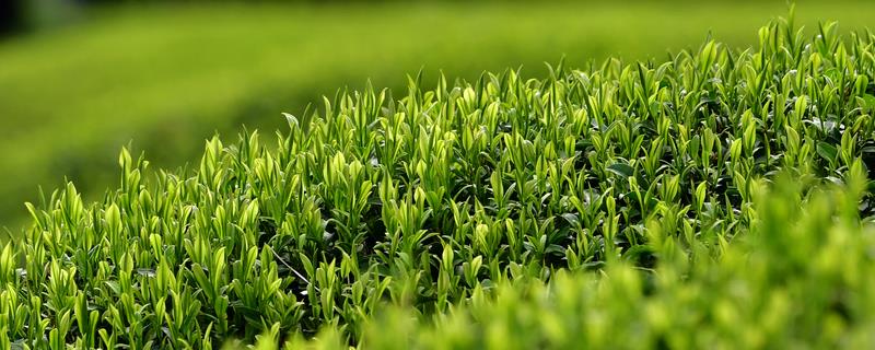 茶园农药的科学合理使用方法，附带茶园的合理用药时间