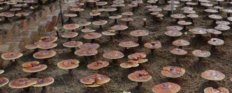 灵芝孢子粉应该如何进行套袋收集，其具体的套袋管理方法是什么