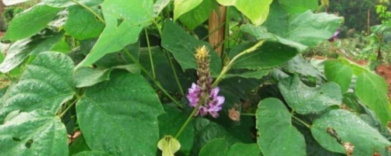 葛根的详细种植技术有哪些，附带葛根的栽培前景展示及品种的科学选择