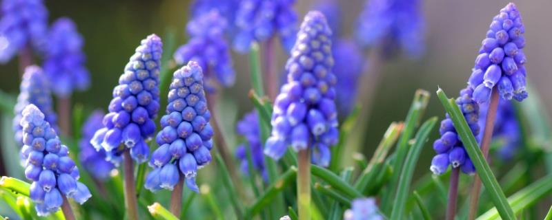 风信子的具体种植时间，风信子适宜的生长发育温度