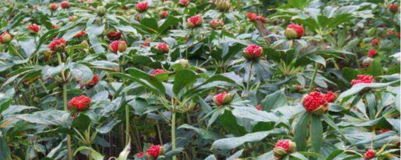 重楼的产地分布在哪些地方，重楼生长的产地环境是什么样的