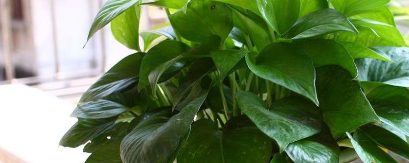 常见的净化空气室内植物具体有哪些，附带这些植物的日常养殖注意事项