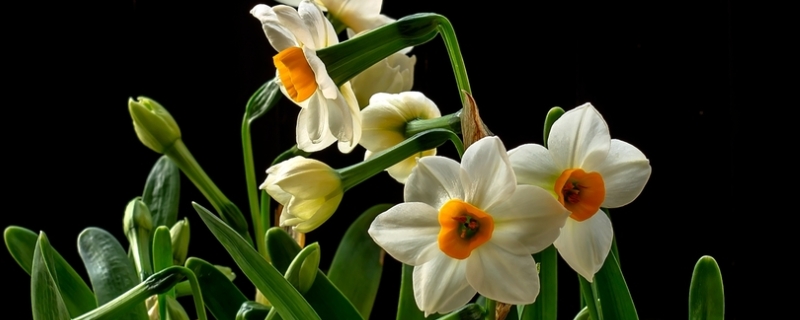 水仙花到底有没有毒性，水仙花是否可以放置在卧室环境里养殖呢