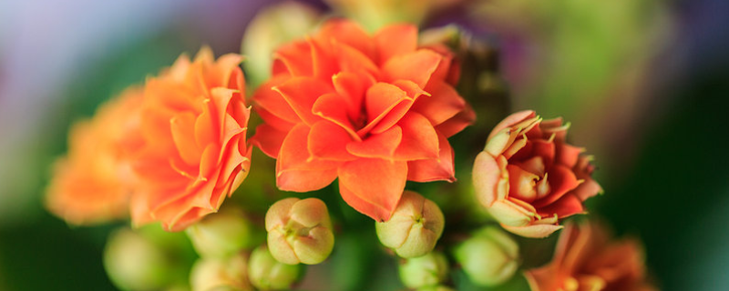 长寿花的繁殖方法有哪些，主要有哪两种具体方式