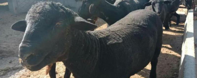 乌骨羊的高产养殖技术，乌骨羊有哪些生活习性