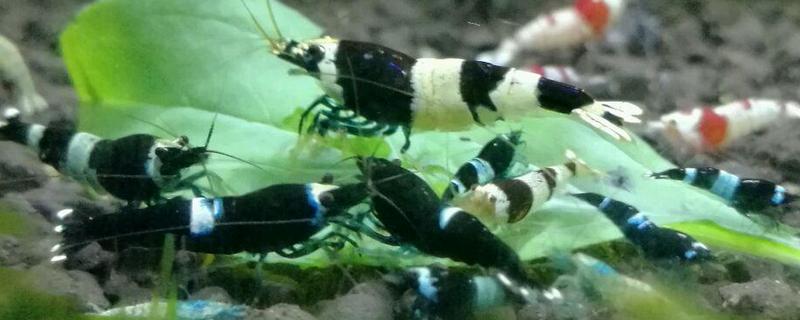 水晶虾养殖技术有哪些，具体的日常水质环境要求有哪些