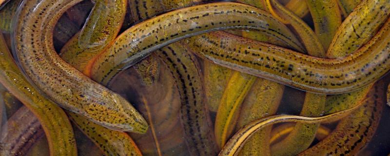 黄鳝小池密养的核心关键技术，主要包括五个方面