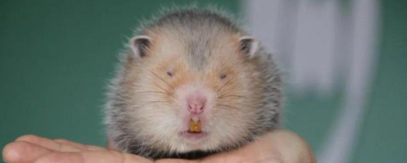 竹鼠舍养殖环境该如何控制，主要包括哪四个重要方面