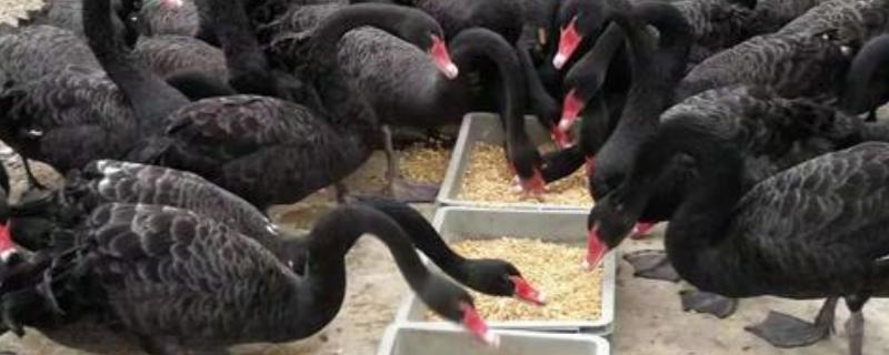 禽霍乱的具体防治措施有哪些，附带详细的临床症状表现