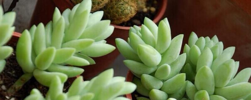 新玉缀的养殖方法有哪些，附带它的生长习性与详细的繁殖方法