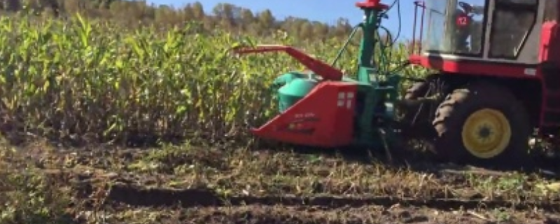 如何科学地利用青饲料来喂养黑山羊，在此过程中究竟要注意哪些细节问题