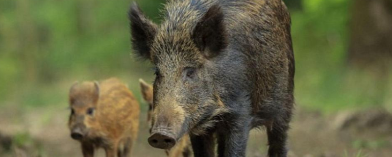 野猪的具体生活习性有哪些，附带它的食性状况以及所处生活环境