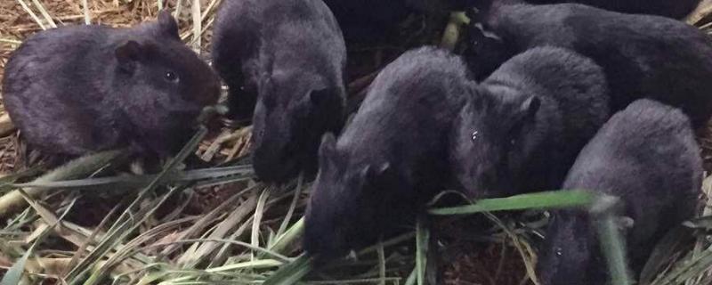 黑豚养殖产业发展前景到底怎么样，它有哪些重要的经济价值以及药用价值