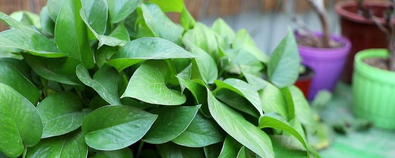 绿萝怎么施肥才更加合适，日常应当如何正确浇水