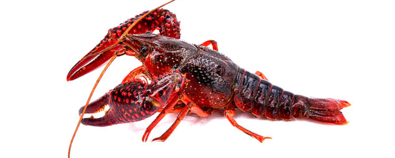 小龙虾养殖基地的建设要求，具体的注意事项到底有哪些