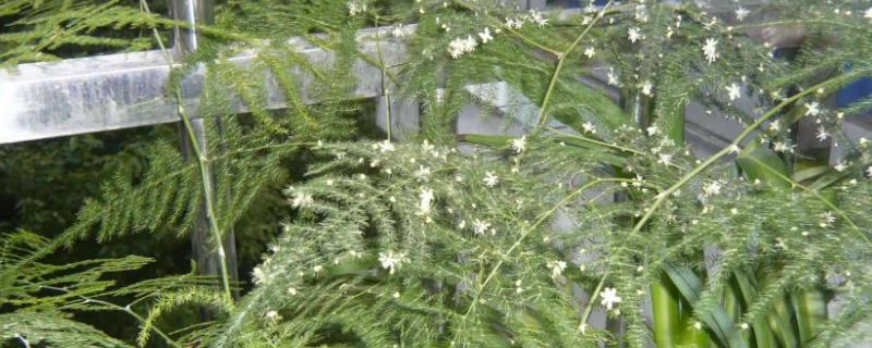 如何掌握文竹盆景的制作方法，在制作文竹盆景时应该怎样进行材料的选择