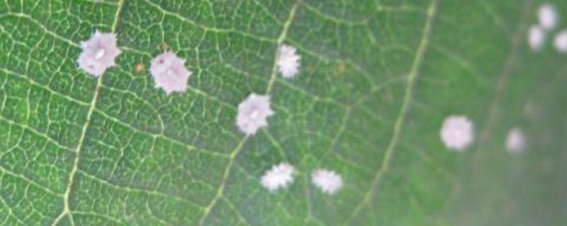 介壳虫用哪种药物除杀效果最好，具体使用药剂有哪些注意事项